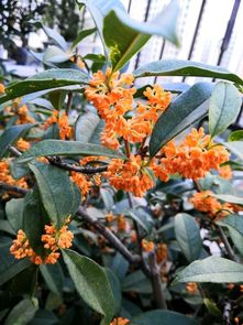冬天桂花修剪，如何让枝繁叶茂