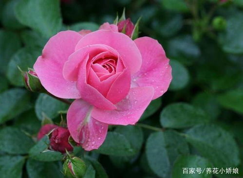 月季嫁接苗的优点：