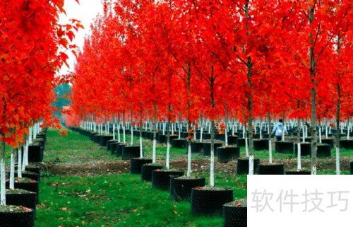 红枫树从种植到成长过程中，有哪些具体的养殖方法和养护要点需要注意