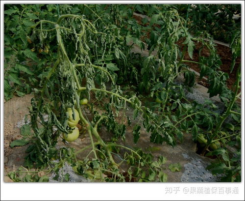 丙环唑的使用时机：抓住关键时期