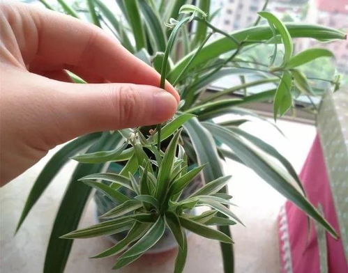 原因大揭秘：吊兰叶子闭合的幕后黑手