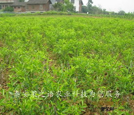 黄梅县茶油基地直销：优质茶油苗购买热线！