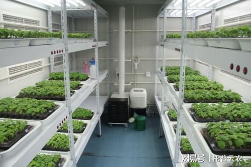 北京气候种植攻略：耐寒植物大盘点