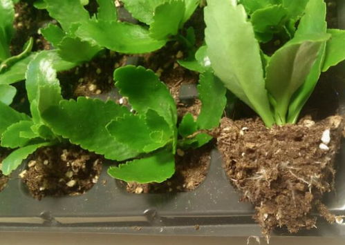 土壤的酸碱度：种水稻和养长寿花dou讲究这个？