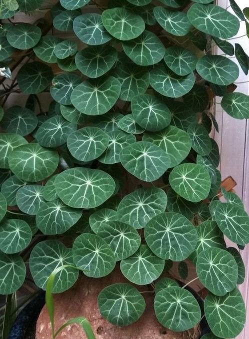 一、 寻找那独特的花