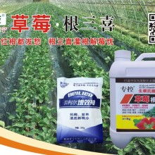 如何高效移栽茶油苗使用生根剂？河源龙川基地专业指导！