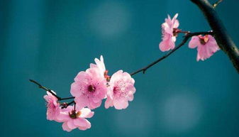 杏花摄影，构图与技巧