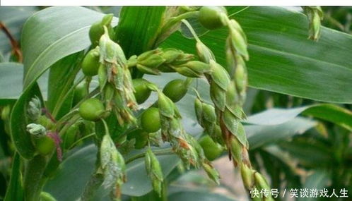 说到温度控制，这可是个技术活：