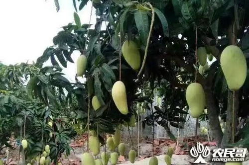 芒果种子发芽后如何养护才能让它茁壮成长
