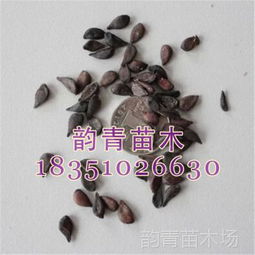 种子催芽和播种深度