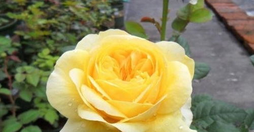 黄色月季的魅力