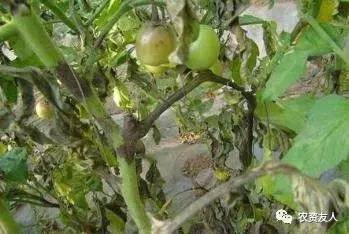 百菌清的工作原理