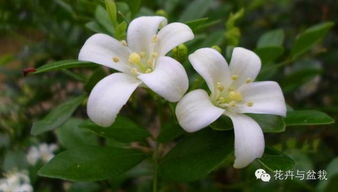 先说一说珍珠是怎么来的吧