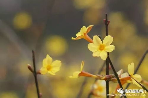 春天来了你家门口的迎春花开放了吗