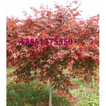 七公分红枫与杨树的价格之谜