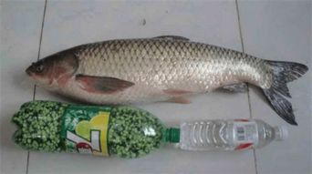 草鱼饲料配方表中的玉米和豆粕比例对草鱼生长效果有何影响？