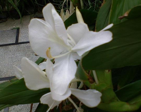 “百合花：阳光与太阳的挚爱，光照下的花语传奇”