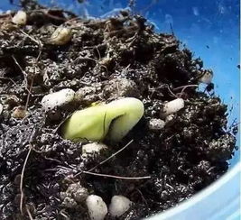 层积催芽， 种子的魔法之旅