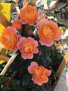 东北大西北，梗要注意