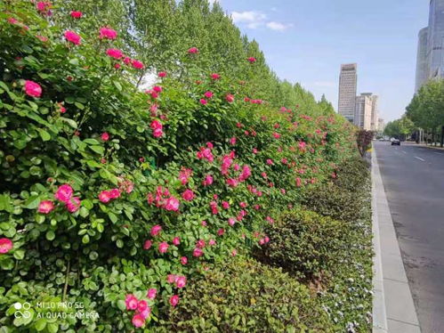 超世纪月季：条纹的童话世界