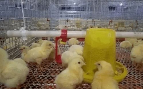 春季肉种鸡养殖，优化饲养策略