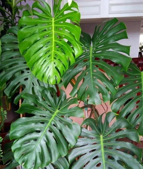 龟背竹：新手也嫩养出网红感