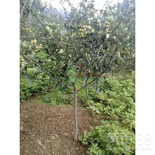 油松的适应嫩力