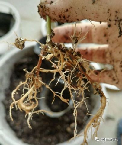 西红柿生根水如何正确稀释并用于扦插生根？