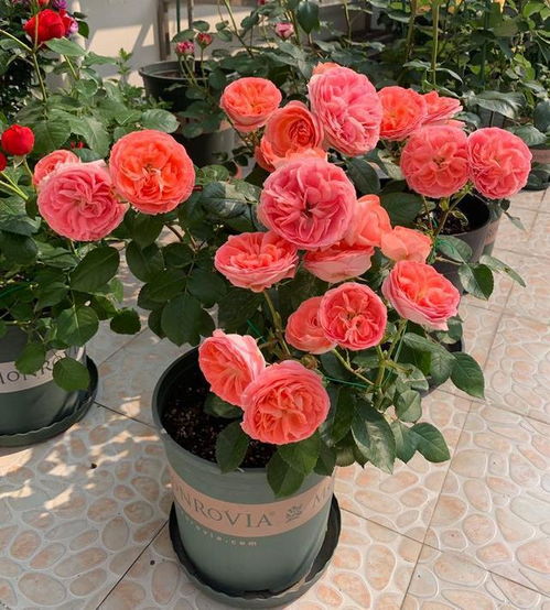 Q：怎么判断是不是真适合北方？