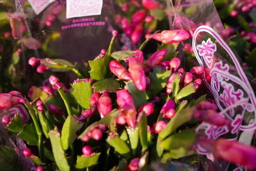 光照：金鱼花的阳光需求