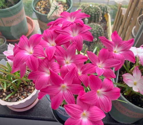 室外养花的三大禁忌