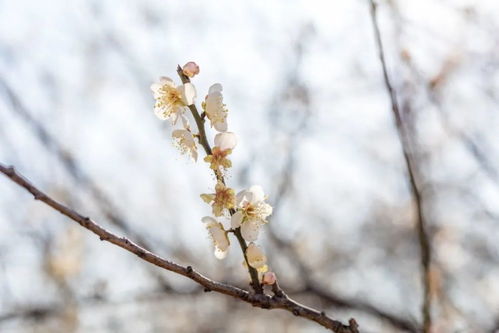 第三步：摘叶低温， 梅花绽放的催化剂