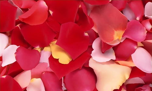 火烈鸟的颜色之谜