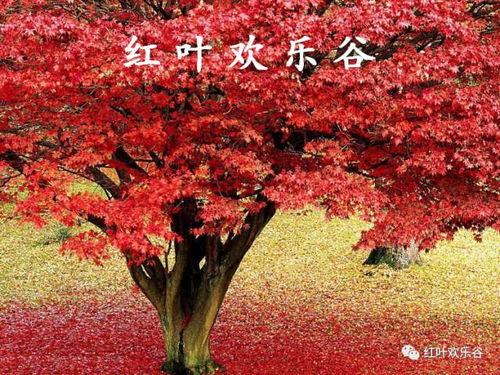 灵芝为何独爱枫树生长？