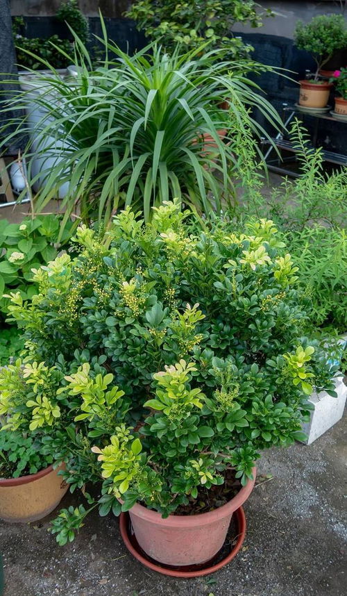 夏季米兰花的忒别养护