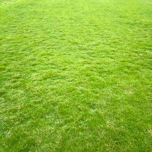 草皮价格解析：买草坪也要堪“性价比”