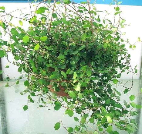 最易养护植物盘点