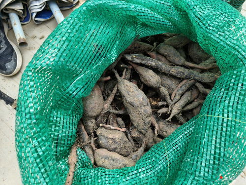 何首乌种植后需三年才能收获，其根茎富含滋补成分