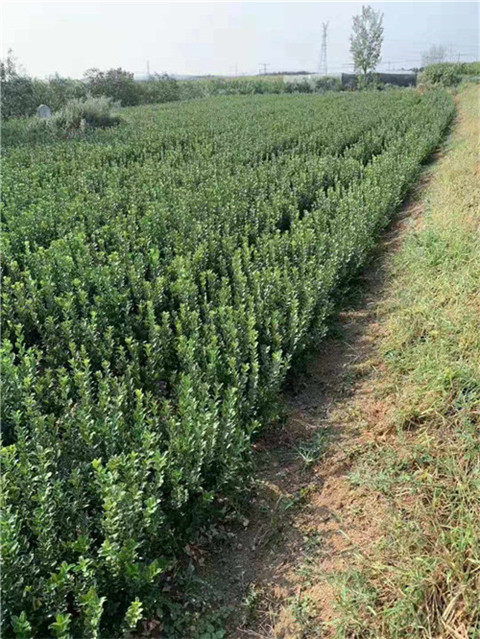 微量元素肥料的应用