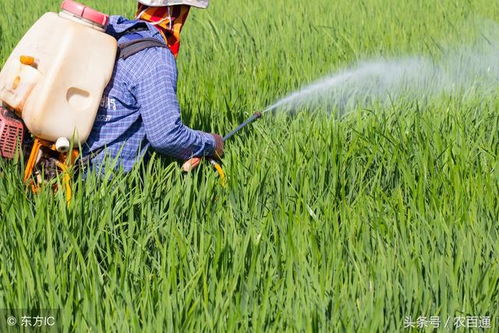 小麦田杂草防治，中禾化学专用除草剂效果如何？