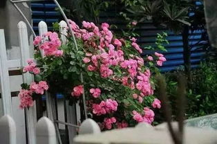 种植藤本月季的具体步骤