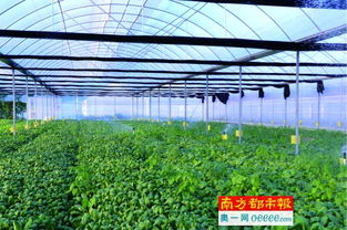 创新农业养殖，打造绿色生态品牌