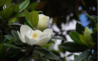 米黄色玉兰， 温馨如春