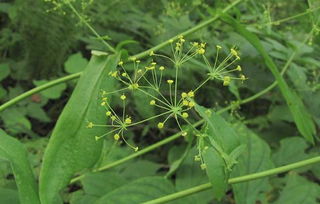 柴胡种植，你了解多少？