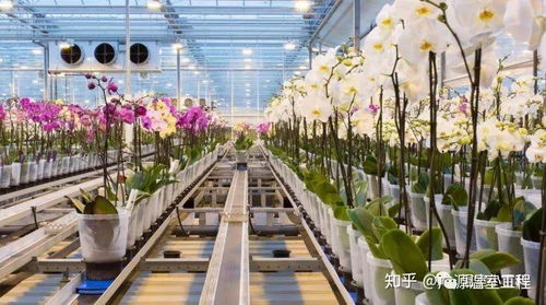 5. 第二类至第四类：香花、 观花、果花