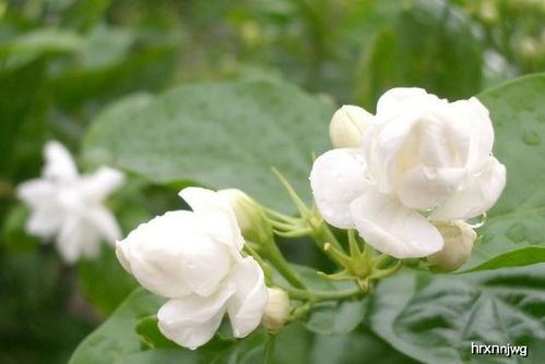 珍珠茉莉不开花？是土壤问题还是光照不足