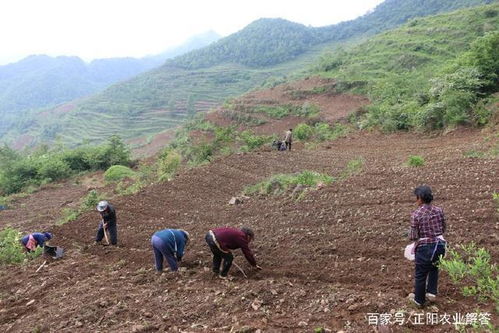 育苗密控技术：怎么用？