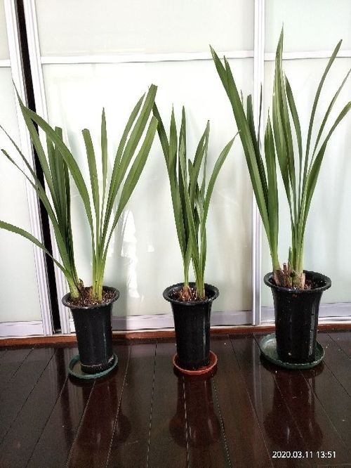 大蒜水养花，杀菌防虫，植物健康宝！