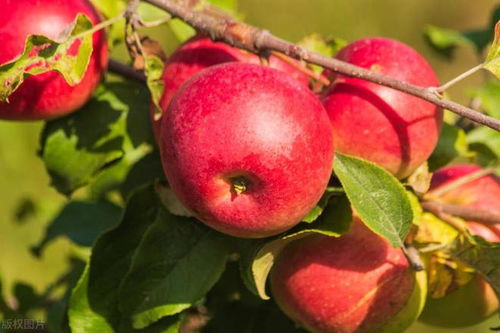 树木移栽使用生根剂效果如何？哪种生根剂更适合树木移栽？