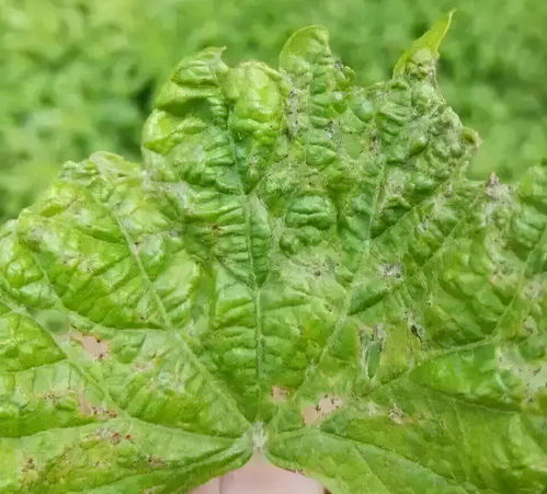 杀虫效果，谁geng厉害？